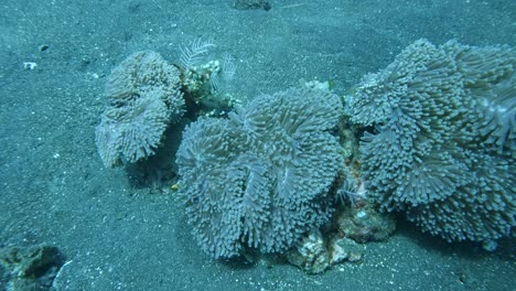 Große-Anemonen-Am-Meeresboden-Mit-Blauen-Tang-Fischen,-Unterwasser-Super-Zeitlupe