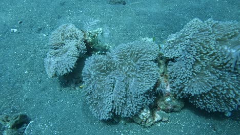 Large-anemones-at-the-seabed-with-blue-tang-fishes,-underwater-super-slow-mo