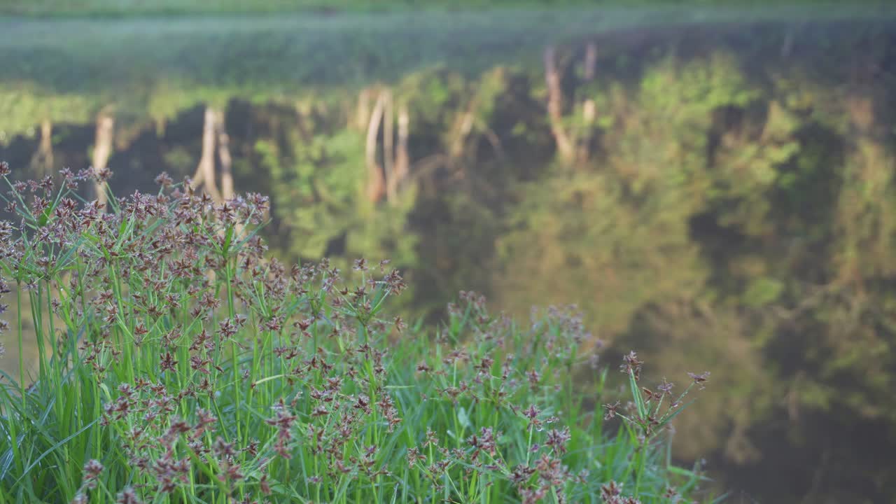 rocío de la mañana temprano en la vegetación de la orilla del lago con fondo de lago bokeh brumoso