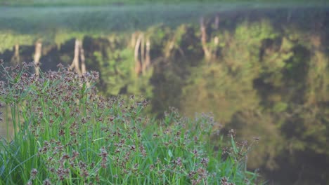 Tau-Am-Frühen-Morgen-Auf-Der-Vegetation-Am-Seeufer-Mit-Nebligem-See-Bokeh-Hintergrund