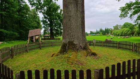 Walking around a mighty oak tree