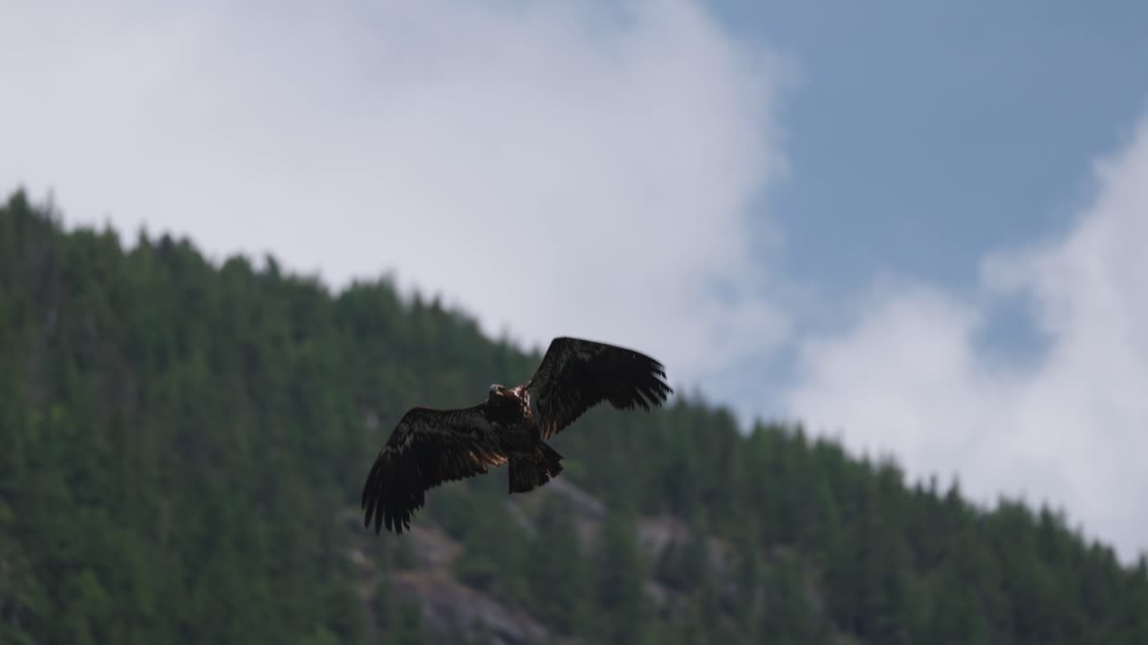 An eagle flying in slow motion looking for food over the ocean in Canada