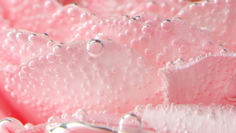 close-up of a pink rose petal with bubbles