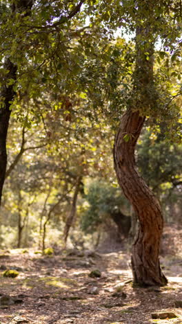 shadows pass in a forest in the late afternoon in vertical