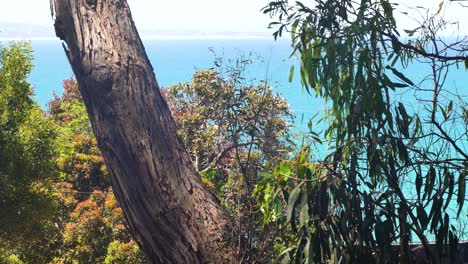 Schöne-Aussicht-Auf-Das-Türkisfarbene-Meer-Durch-Die-Bäume