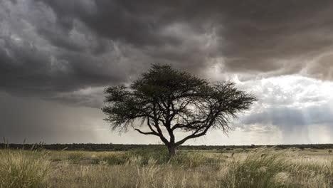Einsamer-Baum-In-Der-Kalahari-Ebene-Unter-Einem-Regensturm-Mit-Rollenden-Dunklen-Wolken-In-Botswana---Zeitraffer