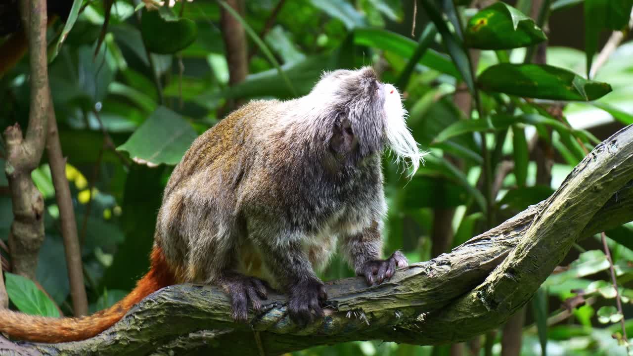 Una scimmia tamarino imperatore (Saguinus imperator) si posa sul ramo, osservando curiosamente l'ambiente circostante, e balza via agilmente, primo piano