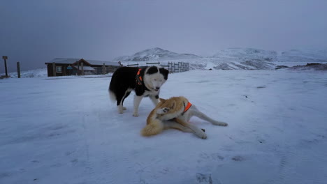 polar mountain dogs in snow during winter season