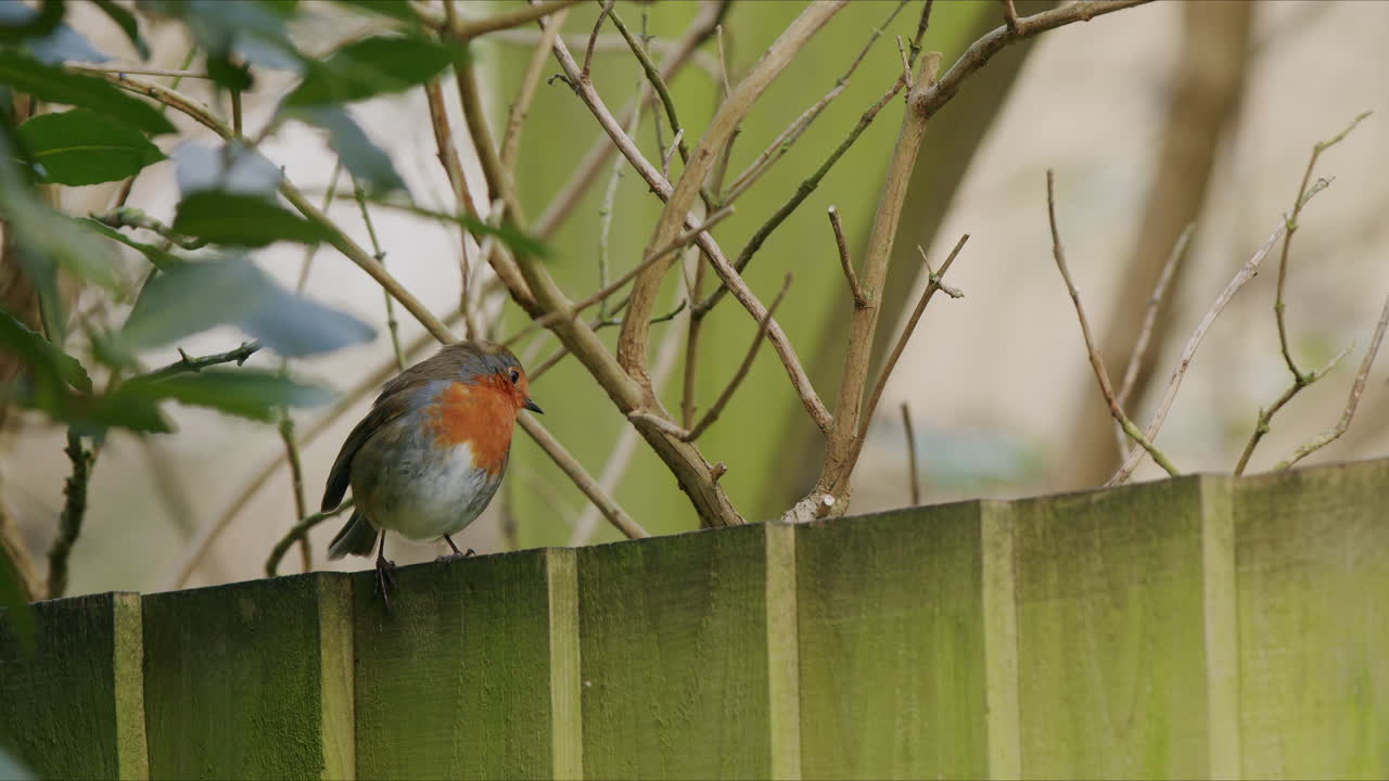 Robin bird on a fence in garden