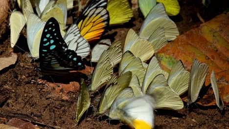 a common jay graphium doson on the left side surrounded by yellow butterflies then the spot swordtail graphium nomius arrives, kaeng krachan national park, thailand