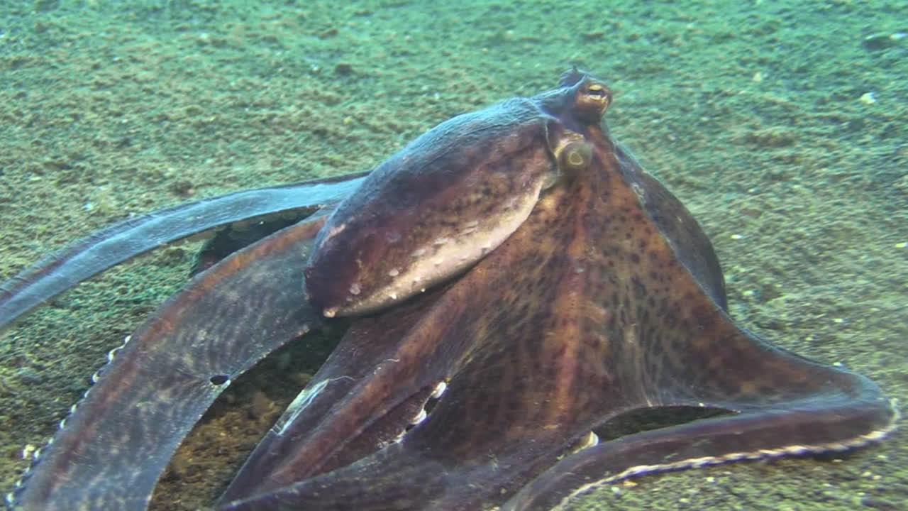 치마가 길어진 문어를 흉내내다