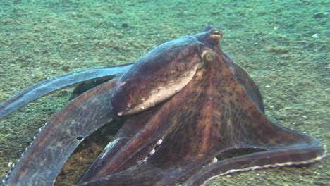 mimic octopus with extended skirt