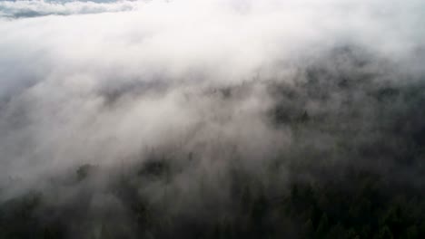 a drone shot above low-lying clouds, over the trees of redwood national forest in northern california, usa