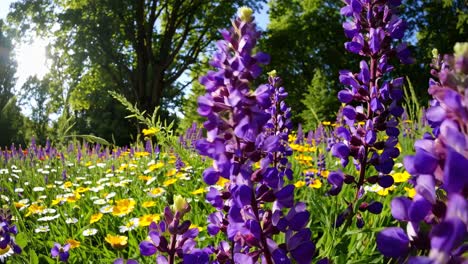 vibrant wildflower meadow in a forest, captured from a low-angle
