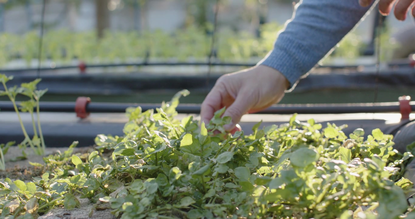 Mid-adult female hands reaching right, pinching greens on tray, checking watch for harvest