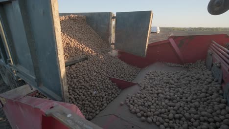 planting a large agricultural field. tractor with potatoes. the tractor pours potatoes into the holes. agricultural work, farming.