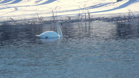 Schwan-Schwimmt-In-Der-Nähe-Des-Schneebedeckten-Flussufers.-Wasservogel-Im-Winterfluss