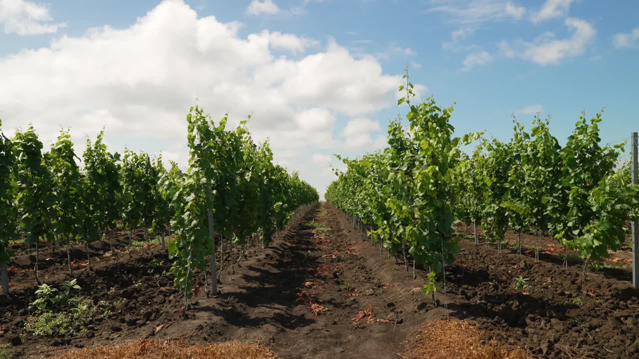 pan lento entre filas de viñedos en italia en un día soleado con nubes
