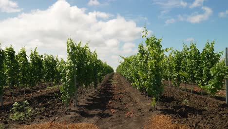 Slow-pan-between-rows-of-vineyards-in-Italy-on-a-Sunny-day-with-clouds