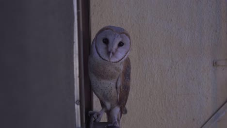 barn owl in the window of the home building looking in camera and home piking inside scared bird india