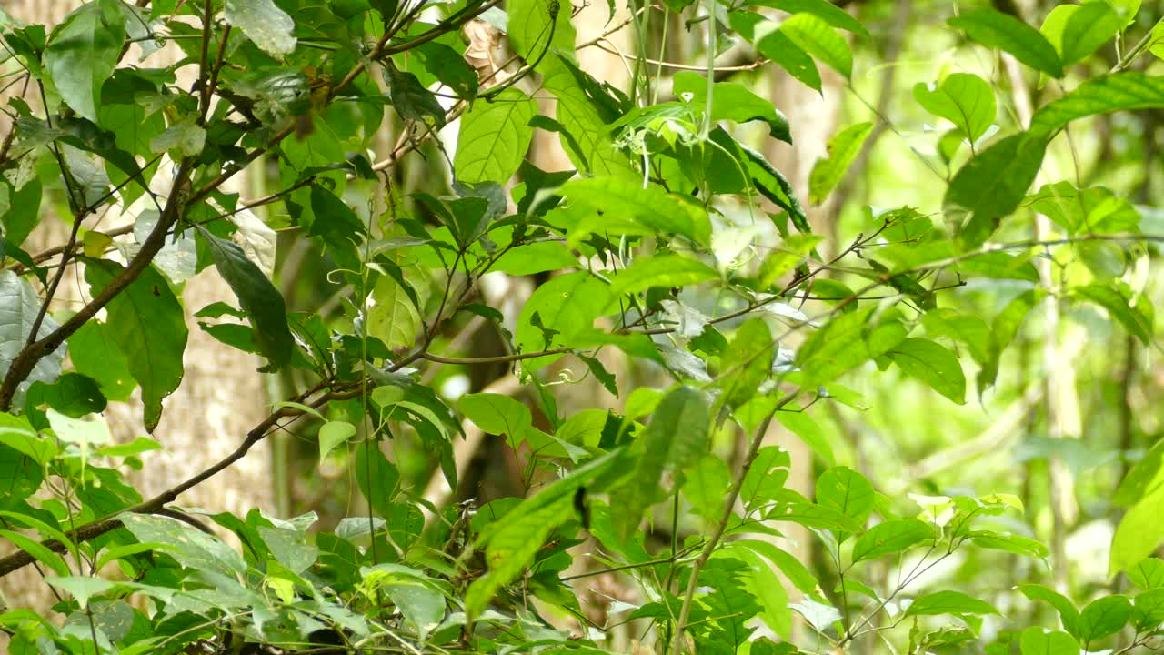 프레임에서 뛰어 내리기 전에 나뭇 가지에서 나뭇 가지로 점프하는 아름다운 녹색과 노란색 새