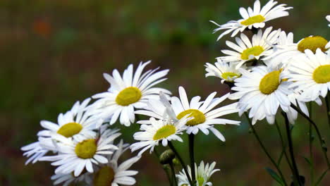 a small grouping of daisies sway in a gentle breeze