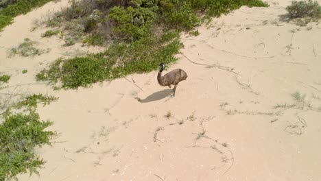 Aerial-crane-type-shot-of-a-large-emu-walking-through-the-sand-in-the-Australian-wilderness