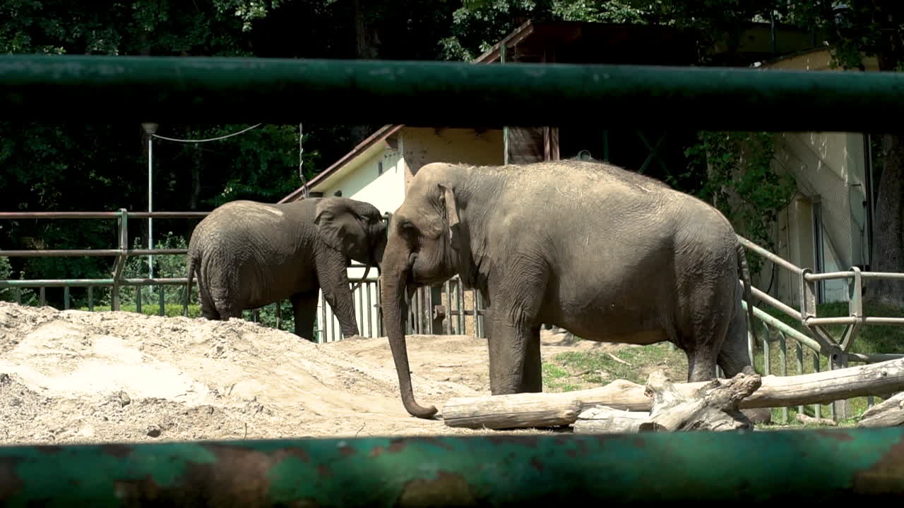 Static wide shot of elephants are sunbathing outdoors in zoo area