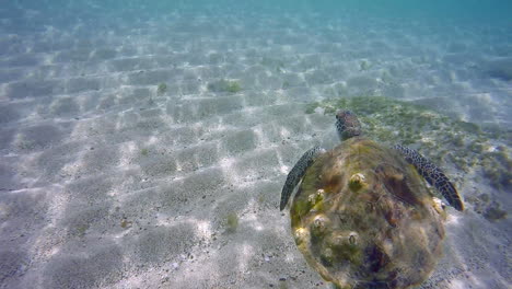 pequeña tortuga marina nadando en el océano