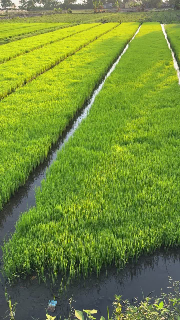 Risaia verde brillante con canali d'acqua