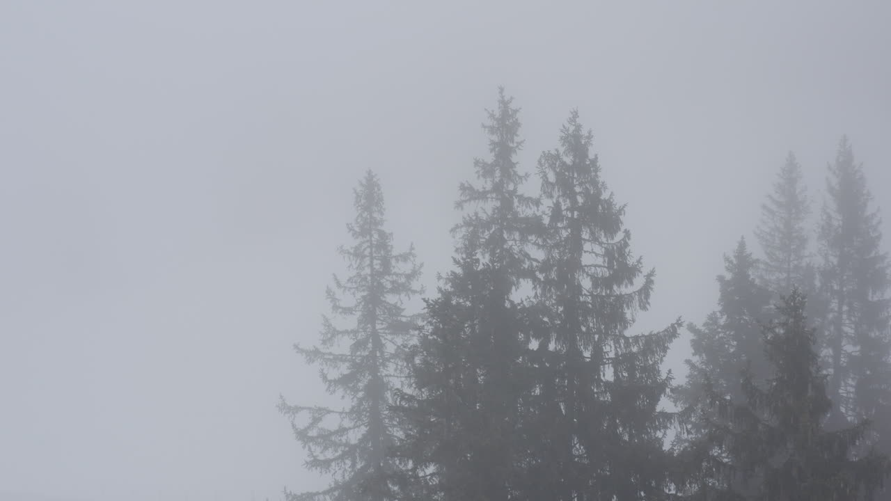 Moody Silhoutte Pinetrees Foggy Forest
