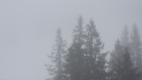 moody silhoutte pinetrees foggy forest