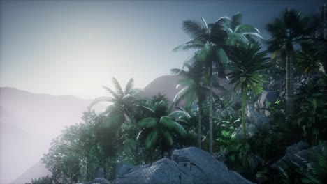 sunset beams through palm trees