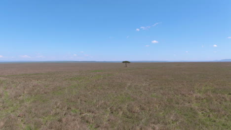 Antena-De-Acercamiento-De-La-Sabana-Africana-Al-árbol-De-Acacia-Durante-El-Día-Soleado