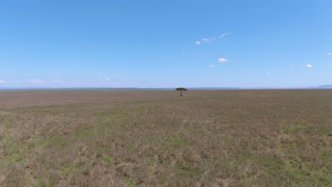 antena de acercamiento de la sabana africana al árbol de acacia durante el día soleado
