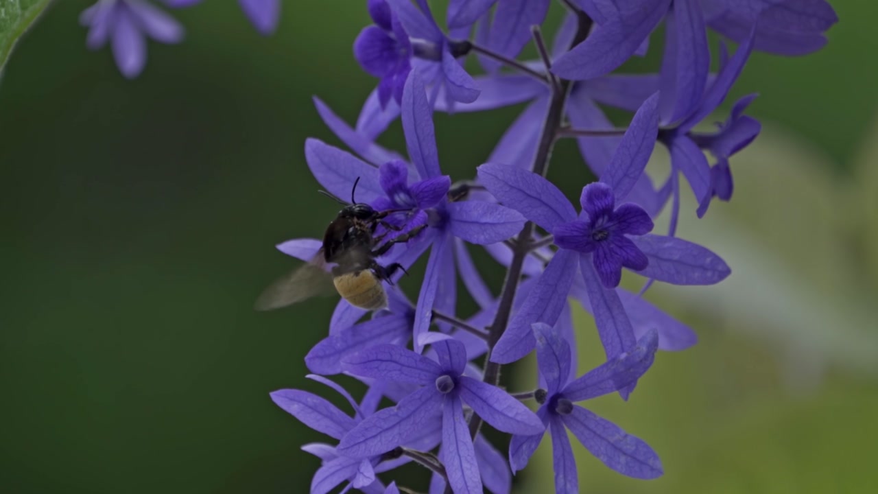A close-up view of a fuzzy bumblebee, actively foraging for nectar from a cluster of vibrant purple, star-shaped flowers.