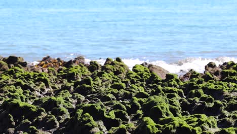 telephoto view of rocky shoreline with algae covered tops and small crashing waves