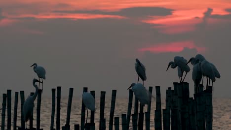 The-Great-Egret,-also-known-as-the-Common-Egret-or-the-Large-Egret