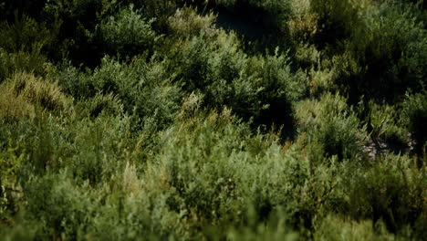 beach dunes with long grass