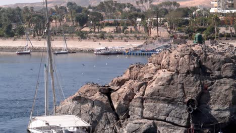 birds pigeons flying and landing on a rock on the nile river in aswan, egypt