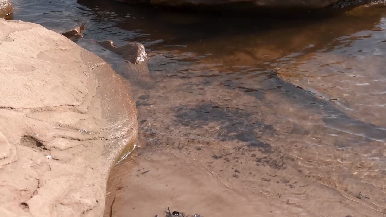 pequeña piscina de roca con algas flotantes
