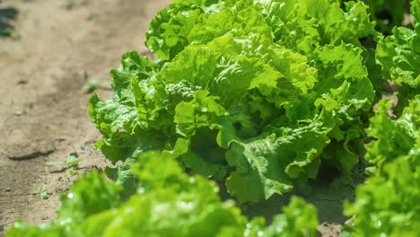 Slow-motion-shot-of-water-sprinkling-over-organic-lettuce-leaves,-sunny-Summer-day