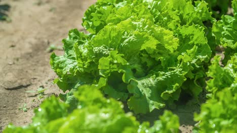 slow motion shot of water sprinkling over organic lettuce leaves, sunny summer day