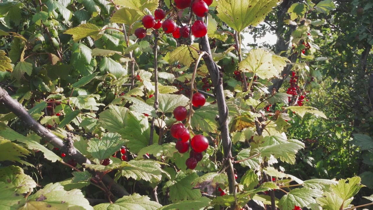 Ribes rossi freschi su un ramo in un giardino soleggiato