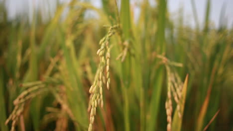 organic cultivation of rice crop, paddy crop macro, 4k