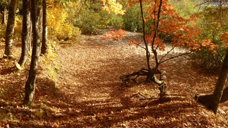 Panorámica-De-Izquierda-A-Derecha-De-La-Escena-Otoñal-En-Un-Bosque-Con-Sol-Y-Sombras