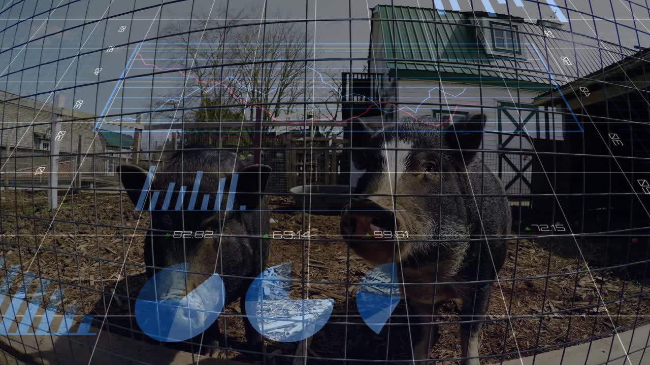 Two black and white pigs standing behind wire fence receiving data using flat design HUD overlay