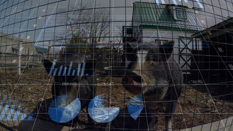 two black and white pigs standing behind wire fence receiving data using flat design hud overlay
