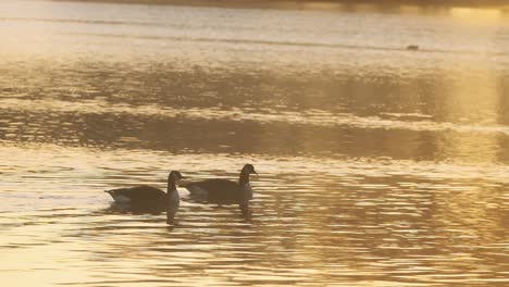 pair of canada geese on a lake at sunset slow motion