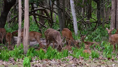 the eld's deer is an endangered species due to habitat loss and hunting